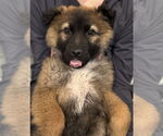 Small #18 German Shepherd Dog