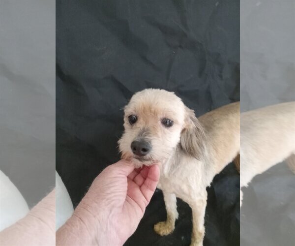 Medium Photo #1 Cavapoo Puppy For Sale in Bonifay, MO, USA