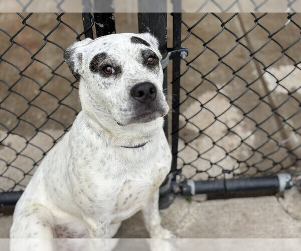 Medium Photo #2 Mutt Puppy For Sale in Tulsa, OK, USA