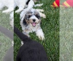 Small Photo #34 Bernedoodle-Golden Mountain Dog Mix Puppy For Sale in DAVIS, CA, USA