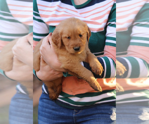 Golden Retriever Puppy for sale in AIKEN, SC, USA