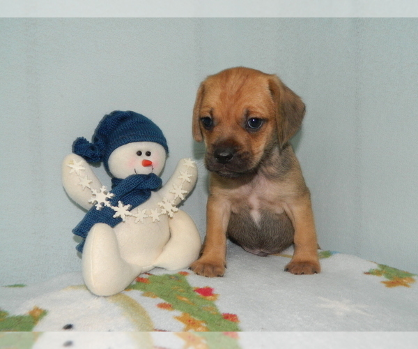 Medium Photo #3 Puggle Puppy For Sale in WARSAW, NY, USA