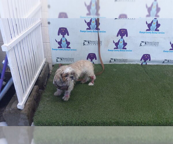 Medium Photo #1 Shih Tzu Puppy For Sale in Orlando, FL, USA
