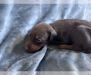 Doberman Pinscher Puppy for sale in PHOENIX, AZ, USA