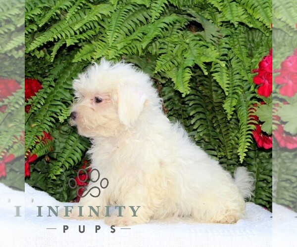Medium Photo #2 Maltese Puppy For Sale in RISING SUN, MD, USA