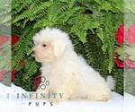 Small #1 Maltese