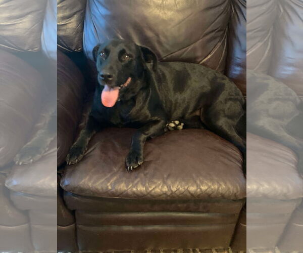 Medium Photo #5 Mutt Puppy For Sale in Gulfport, MI, USA