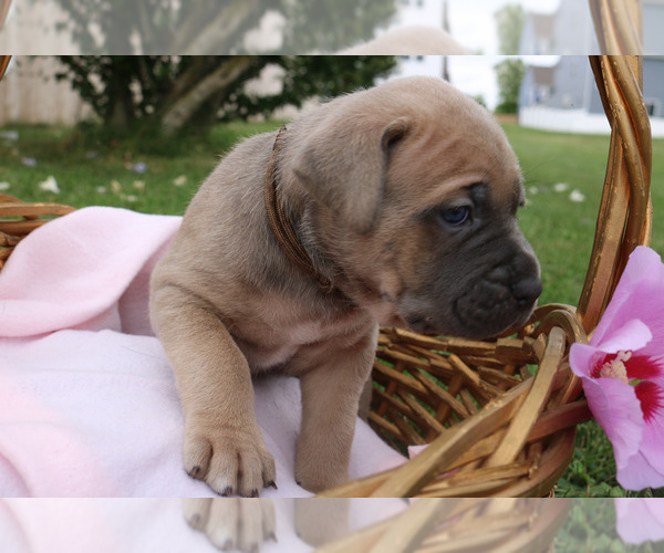 Medium Photo #6 Cane Corso Puppy For Sale in CAMBY, IN, USA