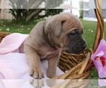 Small #5 Cane Corso