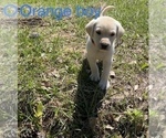 Small Photo #2 Labrador Retriever Puppy For Sale in WALLER, TX, USA