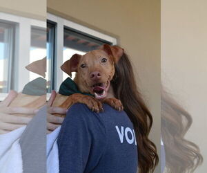 Mutt Dogs for adoption in McKinney, TX, USA