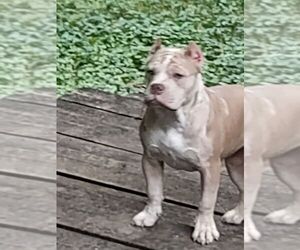 American Bulldog Puppy for sale in DETROIT, MI, USA