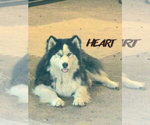 Siberian Husky Dogs for adoption in Severn, MD, USA