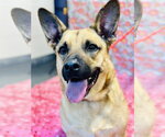 Small Photo #1 German Shepherd Dog-Unknown Mix Puppy For Sale in Jackson , NJ, USA