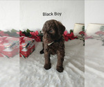 Small Photo #6 Portuguese Water Dog Puppy For Sale in PARMA, ID, USA