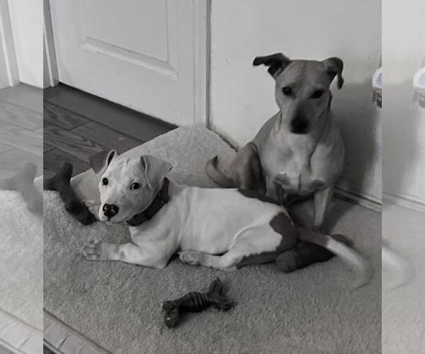 Medium Photo #4 Dachshund-Unknown Mix Puppy For Sale in Mount Laurel, NJ, USA