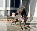 Small #4 American Pit Bull Terrier