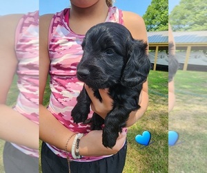 Dachshund Puppy for sale in PAINT ROCK, AL, USA