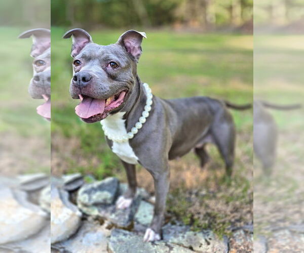 Medium Photo #6 American Pit Bull Terrier Puppy For Sale in Westminster, MA, USA