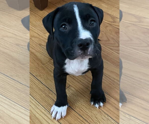 Medium Photo #2 American Pit Bull Terrier-Unknown Mix Puppy For Sale in Belleville, MI, USA