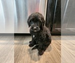 Small Photo #13 Goldendoodle Puppy For Sale in KANSAS CITY, MO, USA