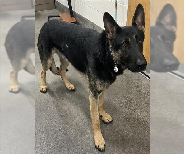 Medium Photo #1 German Shepherd Dog Puppy For Sale in Forestville, MD, USA