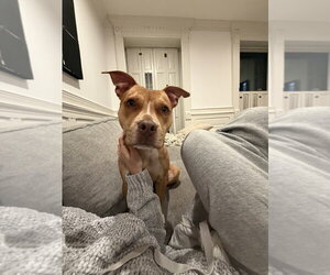 Paloma - Female Mutt Dog for Adoption - Photo #4