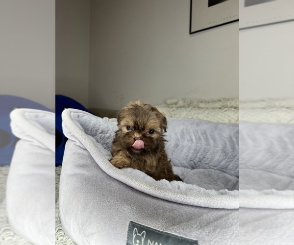 Medium Photo #1 Shih Tzu Puppy For Sale in CHARLOTTE, NC, USA