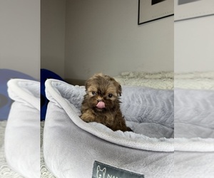 Shih Tzu Puppy for sale in CHARLOTTE, NC, USA