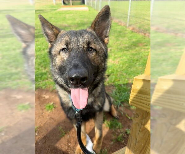 Medium Photo #1 German Shepherd Dog-Unknown Mix Puppy For Sale in Tallahassee, FL, USA