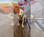 Small Photo #12 Staffordshire Bull Terrier-Unknown Mix Puppy For Sale in Munford, TN, USA