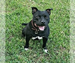 Small Photo #12 Staffordshire Bull Terrier Puppy For Sale in HUMBLE, TX, USA
