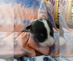 Small Photo #18 Australian Shepherd-Pembroke Welsh Corgi Mix Puppy For Sale in GALLEGOS, NM, USA
