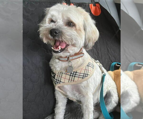Medium Photo #9 Mutt Puppy For Sale in New York, NY, USA