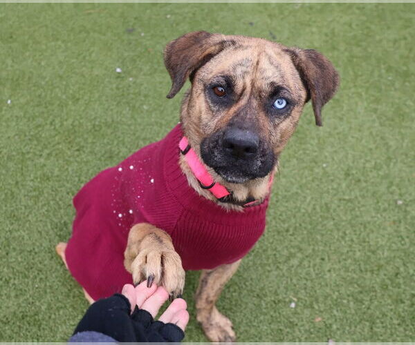 Medium Photo #4 Plott Hound-Unknown Mix Puppy For Sale in Rockaway, NJ, USA