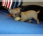 Small Photo #6 Chihuahua Puppy For Sale in BELLE FOURCHE, SD, USA