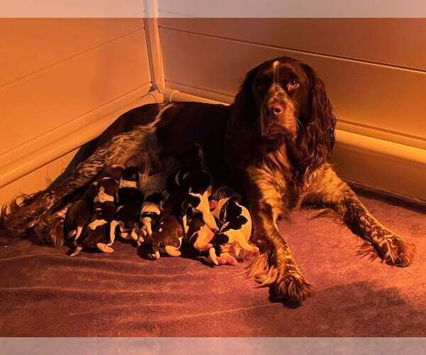 Medium Photo #1 English Springer Spaniel Puppy For Sale in SPOTSYLVANIA, VA, USA