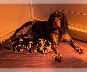 English Springer Spaniel Litter for sale in SPOTSYLVANIA, VA, USA