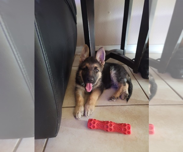 Medium Photo #3 German Shepherd Dog Puppy For Sale in TOWN N COUNTRY, FL, USA