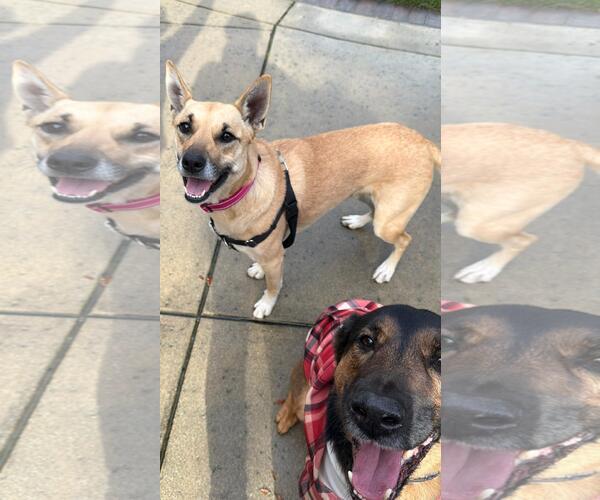 Medium Photo #4 Carolina Dog-Unknown Mix Puppy For Sale in San Jose, CA, USA