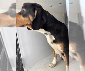 Beagle Dogs for adoption in Houston, TX, USA