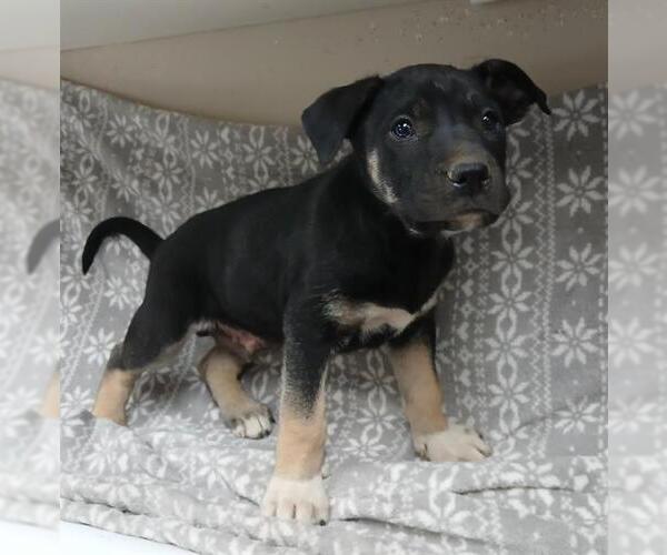 Medium Photo #1 German Shepherd Dog Puppy For Sale in HESPERIA, CA, USA