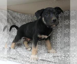 German Shepherd Dog Dogs for adoption in HESPERIA, CA, USA
