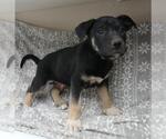 Small German Shepherd Dog