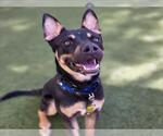 Small #1 Rottweiler Mix