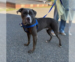 Mutt Dogs for adoption in Boston, MA, USA