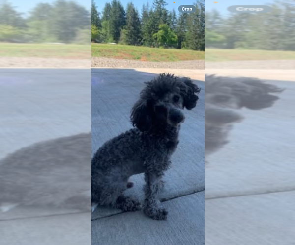 Medium Photo #1 Maltipoo Puppy For Sale in VENETA, OR, USA