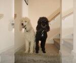 Small Photo #1 Poodle (Standard) Puppy For Sale in SUFFOLK, VA, USA