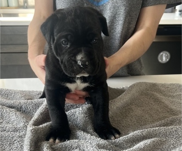 Medium Photo #19 Cane Corso Puppy For Sale in HORACE, ND, USA