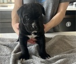 Small #18 Cane Corso